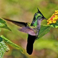 Antillean Crested Hummingbird